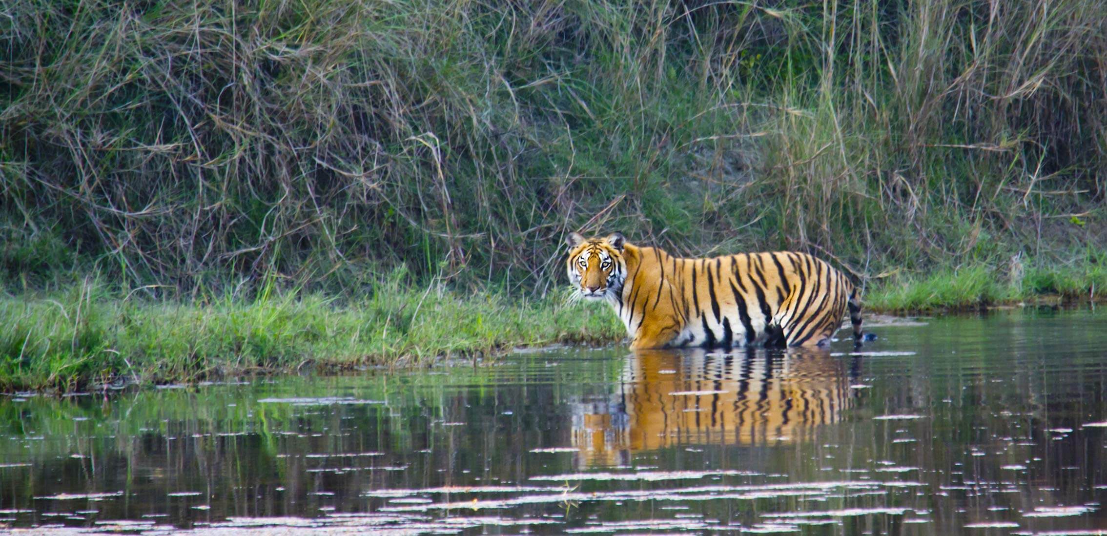 tiger nepal