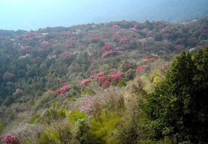 nepal rhododendrons