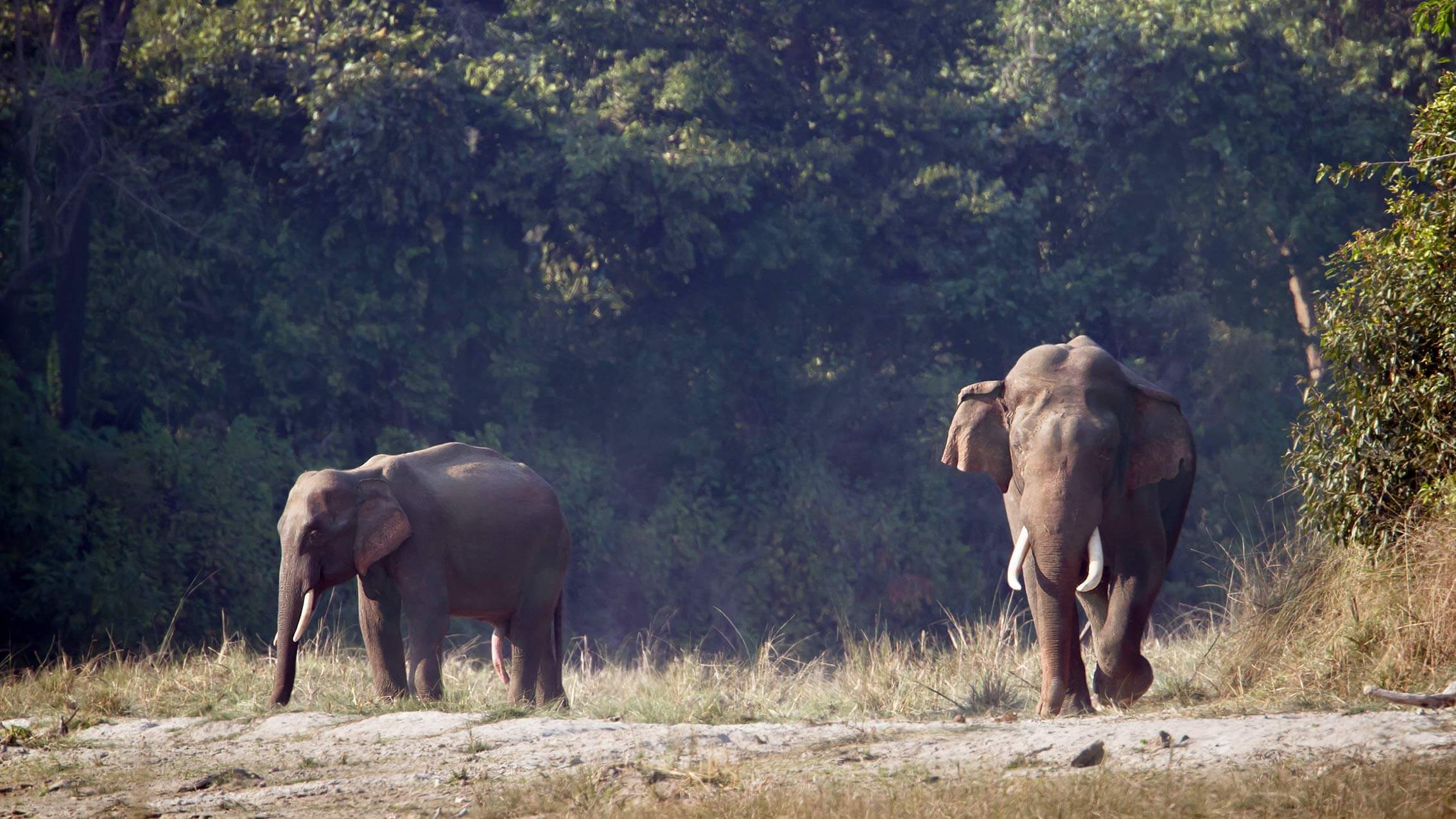 bull elephants nepal