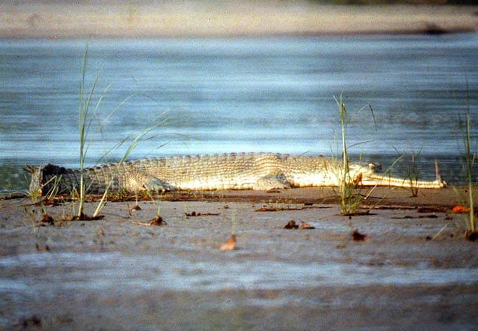 gharial crocodile