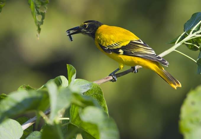 black headed oriole