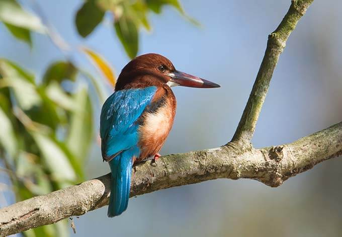 white breasted kingfisher nepal