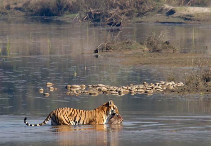 tiger nepal