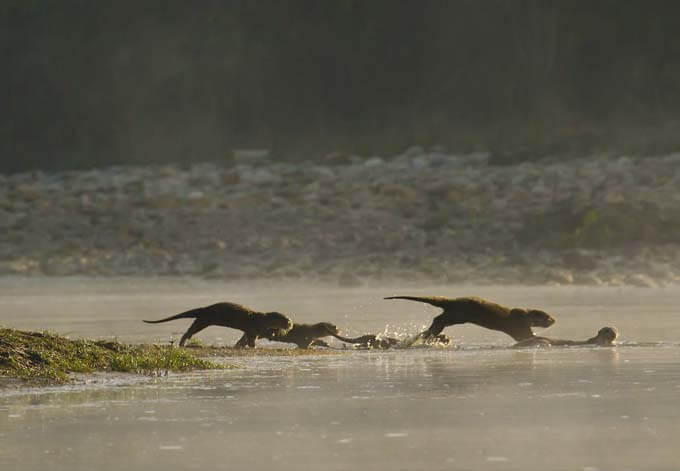 indian otters nepal