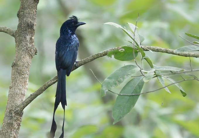 drongo nepal