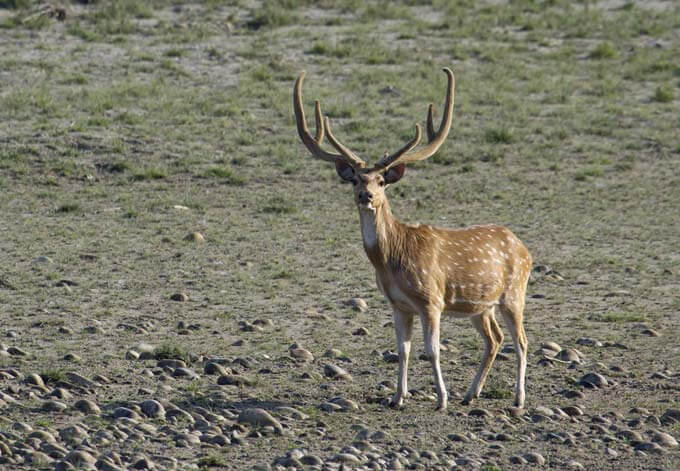 chital stag