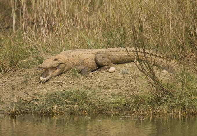 marsh mugger crocodile