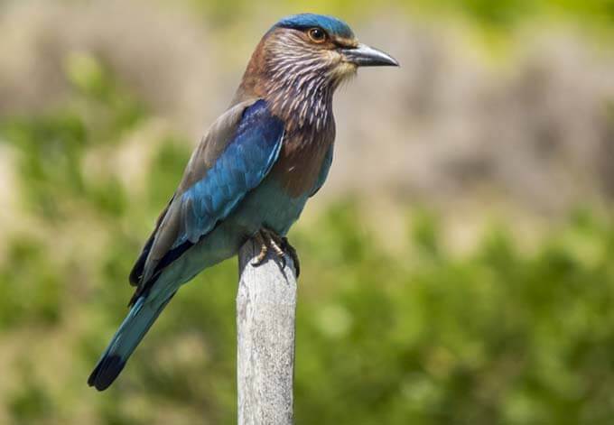 indian roller nepal