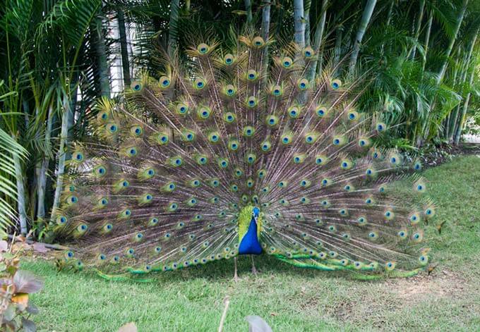 blue peafowl nepal