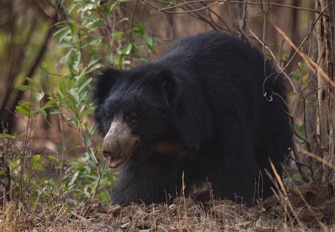 sloth bear nepal