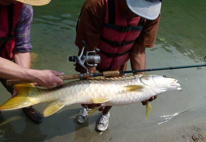mahseer fish nepal