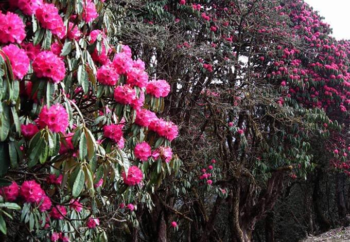 rhododendrons nepal