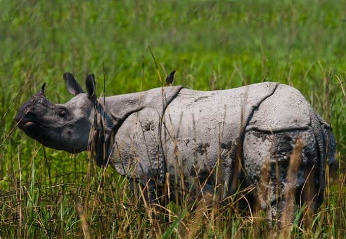indian rhinoceros