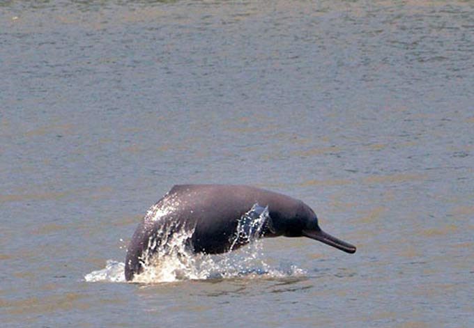 gangetic river dolphin nepal