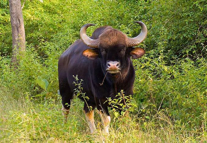 guar indian bison