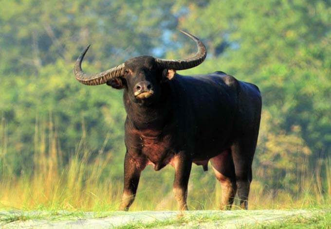 indian water buffalo